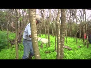 Raw: Sen. Nelson Joins Python Hunt in Fla.