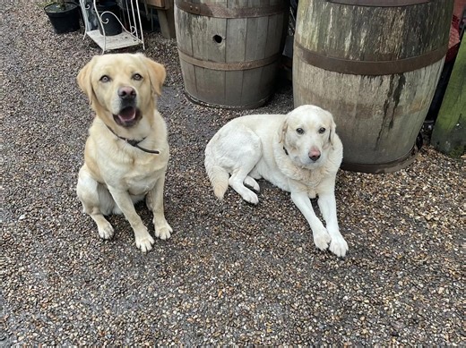 A message from STANLEY! | Thorpe Plant Centre Norwich