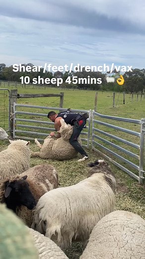 Barton Shearing on Reels