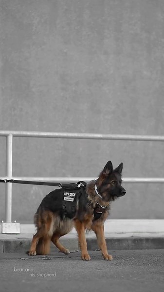 Understanding German Shepherd Behavior and Training Tips