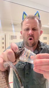 19K views · 1.2K reactions | Big Shazza the Common Death Adder helping to save human lives Venom for Anti-Venom . . . . . . . . . . #venom #venomous #snake #reptile #australianreptilepark #australia #antivenom #youtube | Billy Collett | Facebook