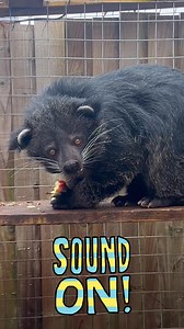 WHAT DOES THE PROFESSIONAL BEARCAT SOUND LIKE ❓❓❓WATCH THIS VIDEO AND YOU WILL FIND OUT 🤔🤔💭💭 #animals #nature #animal #wildlife #love #pets #cute #pet #photography #dog #naturephotography #dogs #wildlifephotography #animallovers #cats #cat #petsofinstagram #animalsofinstagram #instagram #dogsofinstagram #photooftheday #art #birds #animalphotography #instagood #catsofinstagram #petstagram #puppy #zoo #bird | A & S Animal Encounters
