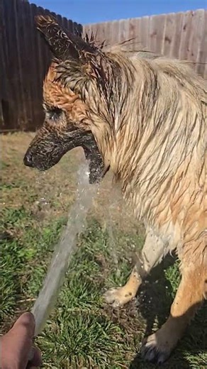 Chief Vs Water #donomar #water #gsd #fighting #agressive #beautiful #funny #fluffy #cute #2026#baddo