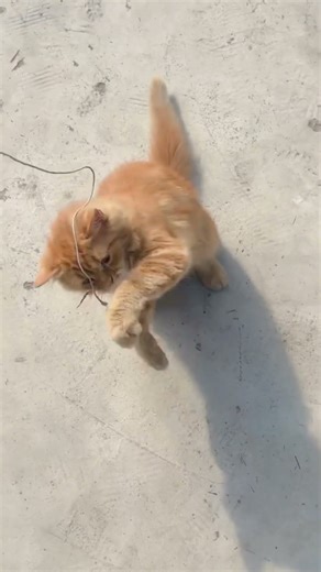 Persian Cat Funny Video. #cat #persiancat