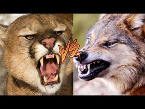 Puma vs Lobo ¿Cuál sería el Ganador y el más fuerte en una Batalla?