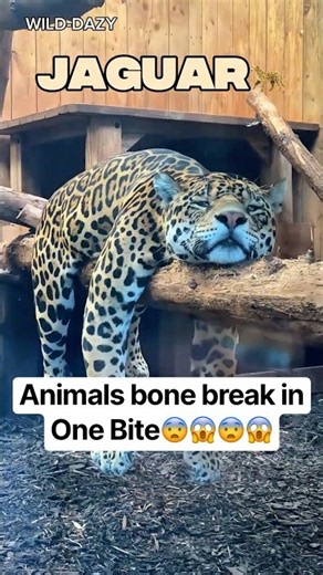 Animals that can break bones with one bite. 😨#animals #shorts #animalfacts #animalbite #wildlife