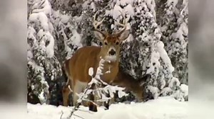 120K views · 365 reactions | DEER ANTLERS -- Deer grow and shed antlers each year. Do you know how long it takes for deer to grow large antlers? Find out in this short video -- Kipp@MDC | Missouri Dept. of Conservation | Facebook