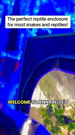 The BEST Reptile Enclosure For Ball Pythons & Boa Constrictors!