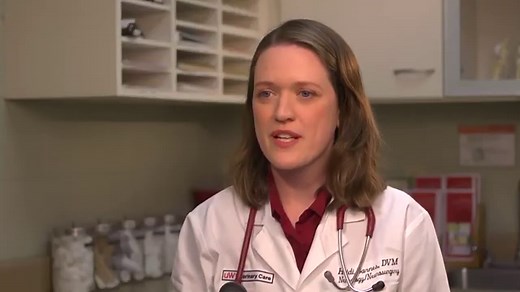 Animal Neurologists: Brain, Spinal Cord & Neuromuscular Vet Care | UW Veterinary Care