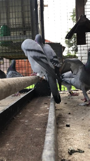 famousblue_loft🇿🇦 (@famousblue_loft)’s videos with original sound - The Music Beat