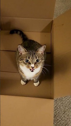 Cat in a Box!!