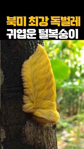 북미 최강 독벌레, 귀여운 털복숭이