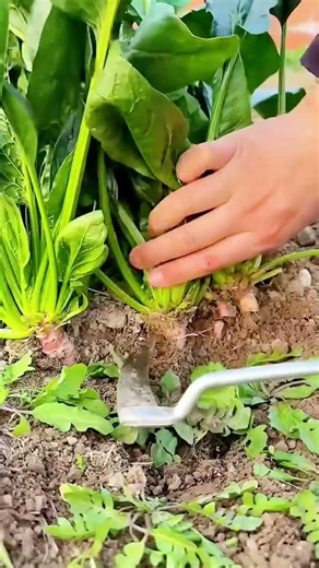 farmer's technique for harvesting vegetables in the garden #shorts