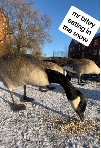 Understanding Goose Behavior in Flocks