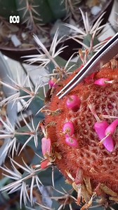 21K views · 403 reactions | Picking the pink Melocactus fruit ...