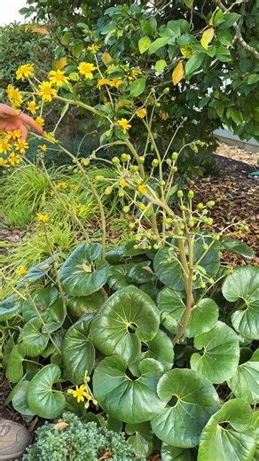Farfugium japonicum var. giganteum 'Marco' holds a special place in our hearts for its outstanding glossy foliage and 4 feet tall late blooming flower stalks. While other cultivars tickle our senses with fun and sometimes weird variegation, this one adds a very bold contrast to any fine foliage opening up a myriad of garden possibilities. 'Marco's' companion here is Carex oshiemensis 'Everillo'. Zones: 7b to 10b. #farfugium #shadeplants #fallflowers | Plant Delights Nursery, Inc.