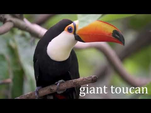 Inside Amazon: Incredible Birds You Have Never Seen Before| 8k