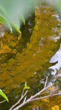 South Florida Wildlife | Alligators, Manatees & More