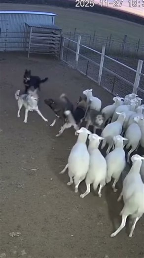 Wolf Gets Chased OUT! 🐺 Guard Dogs Defend Flock (CCTV Footage)