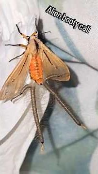 WOW! Crazy Creatonotos moth deploys SCENT plumes [Rare footage]