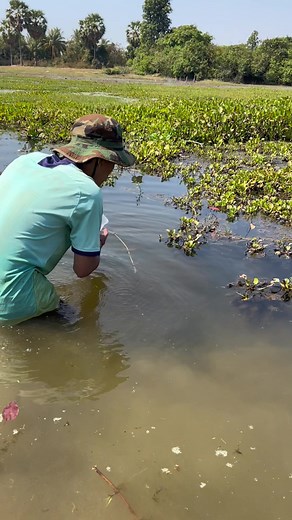 How to Fish for Halfmoon Betta Fish in a Giant Lake