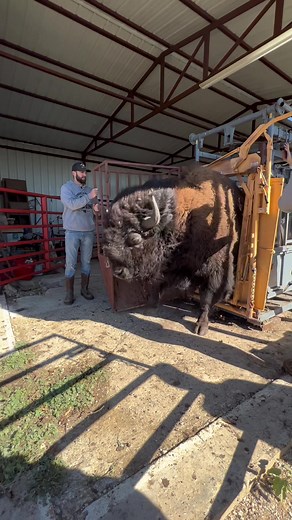 Always good time with our friends…and Dunbar #bison #oklahoma #ranchlife #farmlife #bisonbison #bisonlover #bisonlovers #bisonph #buffalobisons #americanbison #bisonofinstagram #bisonunion #bisonnation #bisonranch #bisonpride #ilbisonte #roundup #bisonlove #gobison #wildbison #mammal #animals #wildlife #buffalo #thisisoklahoma #dunbar