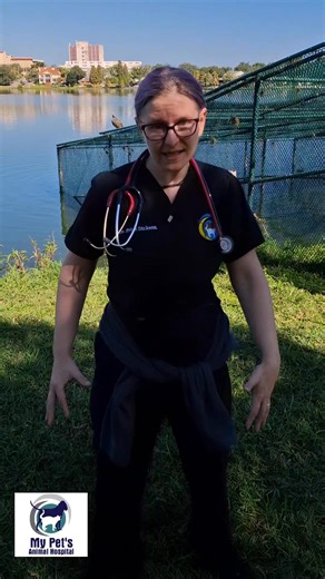 Swan Care Tips from the Experts! Want to help ensure the well-being of Lakeland’s iconic swans? 🦢💧 Dr. Dickson and Dr. Kayla share easy, everyday ways you can protect and support Lakeland’s iconic flock — from driving slowly near the water to knowing who to contact if you spot a swan in trouble. They pour the tea on their favorite swans and talk about what they love most about examining these amazing birds. Together, we can ensure these graceful birds remain a symbol of our city for generation