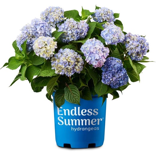 Reviews for Endless Summer 8 In. The Original Reblooming Hydrangea Flowering Shrub with Pink or Blue Flowers | Pg 2 - The Home Depot