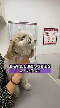 I went to get the test results for my 17-year-old dog.
