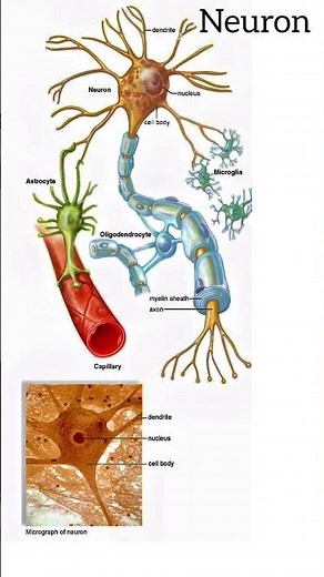 Neuron Diagram