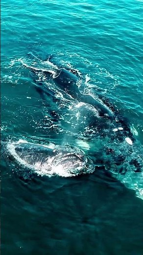 🐋 Southern Right Whale Watching Season in South Africa