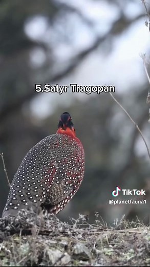 10 Unique Bird Sounds You Have to Hear