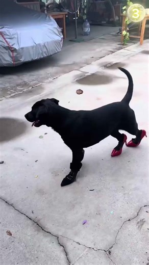Top 4 Dogs Try Socks for the FIRST Time 😂🐶 You Won’t Stop Laughing! Part 3