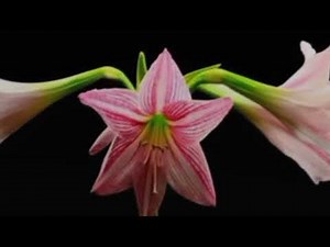 Strong & Healthy Bladder | Naturally Reduce Urine Frequency Subliminal