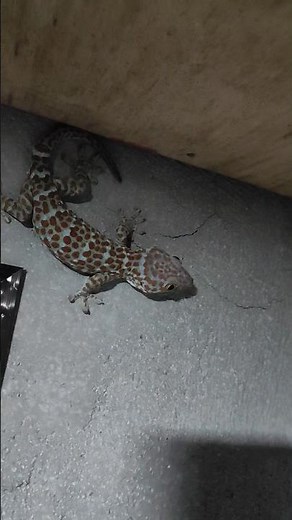 Gecko Dance #gecko #dance #viral #trending #amazing