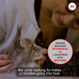 102K views · 46 reactions | Considering a kitten roommate? Did you know that male and female kittens have different needs and behaviour patterns? Watch the video to find out their differences, and learn which kitten is best suited for your home. Prepare for your new furry friend with Royal Canin. Visit the website for more information. | Royal Canin | Facebook