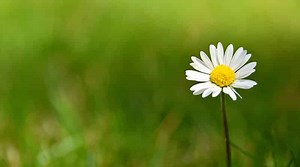 Daisies (Bellis Perennis) in Your Lawn? How to Remove (or Keep) Them