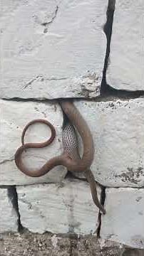 Snake mating