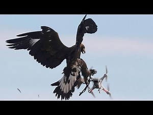 Tierische Luftabwehr: Adler holen Drohnen vom Himmel