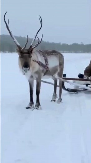 🦌 Reindeer Antlers Explained: Nature’s Fastest-Growing Bones