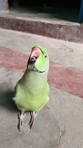 🇬​🇺​🇱​🇸​🇭​🇦​🇳​ on Instagram: "Mummy ek glass pani de do 😂🦜 #parrot #pet #petlovers #petofinstagram #parrots #talkingbird #talkingparrot #funnypets #cute #beautiful #parakeet #parakeetsofinstagram #funny #bird #green #greenparrot #indianparrot #ringneck #indianringneckparrot #indianringneck #indianringnecksofinstagram #indianparrot #parrotoftheday #parrotlife #parrotlet #parrots_life #parrotgram #parrotsofinstagram #parrothead #parrotworld #mintee"
