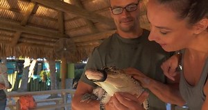 Couple Holding Cute Baby Alligator Close Stock Footage Video (100% Royalty-free) 1027328033 | Shutterstock