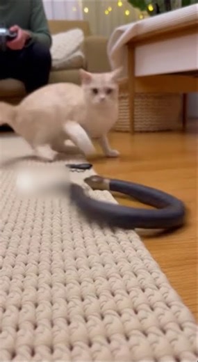 🐍🐱 遙控蛇逗貓 Playing with a cat using a remote-controlled snake 🌟 リモコンのヘビで猫をからかう 🐾 리모컨 뱀으로 고양이를 놀리기
