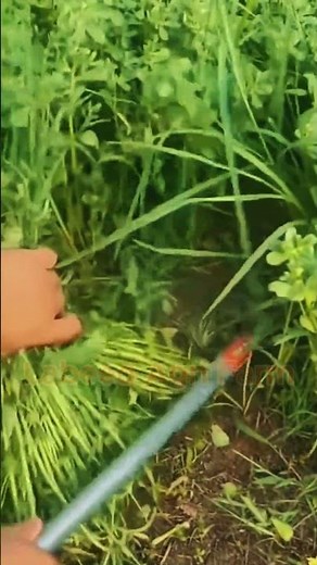 Harvesting Green Fodder 🌱 #alfalfa #harvesting #labeeqagrifarm