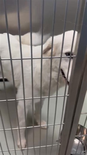 🚨 LICENSED RESCUE or ADOPTER NEEDED – URGENT! 🚨 This beautiful female Great Pyrenees needs a rescue commitment NOW. Her stray hold is up, and due to overcrowding, she is at serious risk. Please help save her life by sharing or tagging a licensed rescue who can step in! 📍 Location: Wichita, KS Animal Shelter 🐾 Animal ID: A182085 She was found as a stray and sadly has not been reclaimed. Here’s what we know about her: • Sweet, gentle, and incredibly friendly • Takes treats softly and loves aff