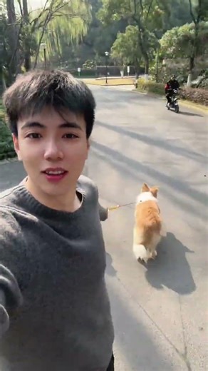 Mastering the Art of Walking Two Dogs: A Border Collie's Tale