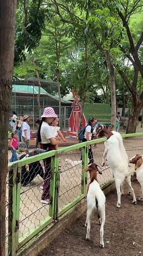 Family Fun with Goats #familyfun #goats #pettingzoo