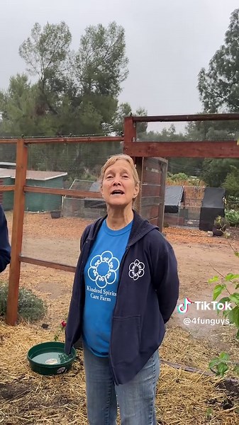 Saving a Turkey: A Heartwarming Rescue Story