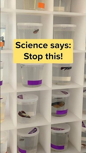 Study shows how tiny cups and tanks affect betta fish