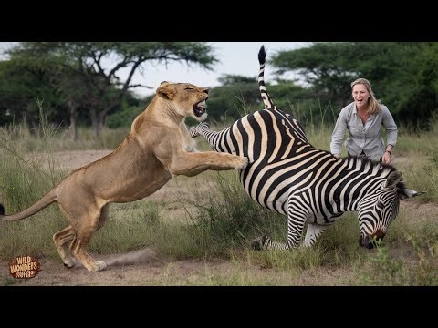 "Lion vs Zebra: Intense Attack and Survival Battle | Wildlife Struggle on the Savannah"